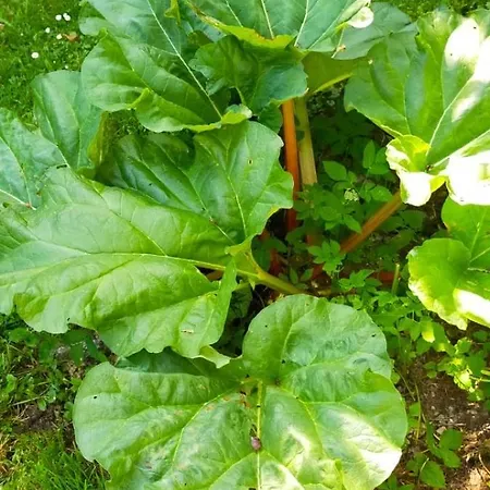 펜션 Pilea, Maison A La Campagne Avec Grand Jardin Saint-Agnan-le-Malherbe